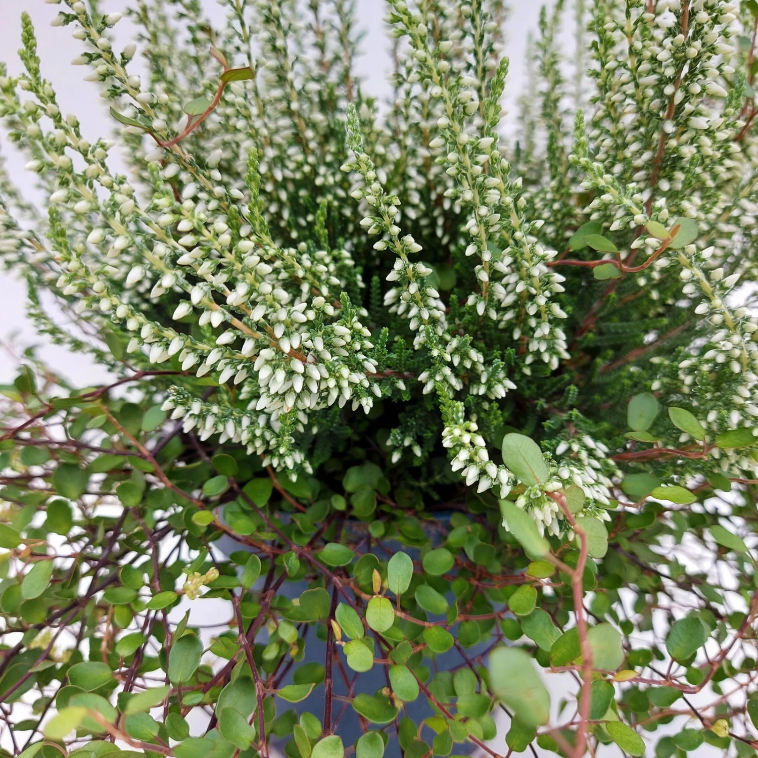 Knospenheide & Mühlenbeckia Duo, Weiß, Topf-Ø 13cm, 6er-Set 2 Knospenheide & Mühlenbeckia Duo, Weiß, Topf-Ø 13cm, 6er-Set - Image 2