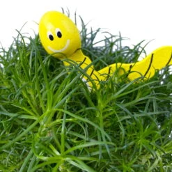 Sternmoos Mit Wurmstecker, Topf-Ø 6 Cm, 12er-Set -Compo Verkaufsgeschäft 0664300091 Sagina mit Wurm gelb T6 Mini 12er Set 1 a 116149