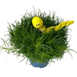 Sternmoos Mit Wurmstecker, Topf-Ø 6 Cm, 12er-Set -Compo Verkaufsgeschäft 0664300091 Sagina mit Wurm gelb T6 Mini 12er Set 5 a 116150