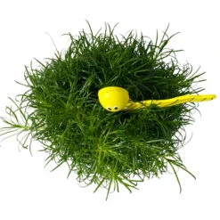 Sternmoos Mit Wurmstecker, Topf-Ø 6 Cm, 12er-Set -Compo Verkaufsgeschäft 0664300091 Sagina mit Wurm gelb T6 Mini 12er Set 6 a 116157