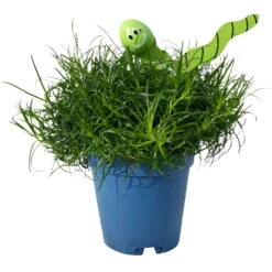 Sternmoos Mit Wurmstecker, Topf-Ø 6 Cm, 12er-Set -Compo Verkaufsgeschäft 0664300091 Sagina mit Wurm gruen T6 Mini 12er Set 2 a 116151