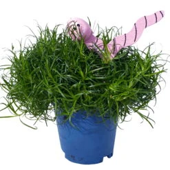 Sternmoos Mit Wurmstecker, Topf-Ø 6 Cm, 12er-Set -Compo Verkaufsgeschäft 0664300091 Sagina mit Wurm rosa T6 Mini 12er Set 2 a 116154