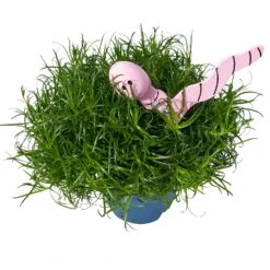 Sternmoos Mit Wurmstecker, Topf-Ø 6 Cm, 12er-Set -Compo Verkaufsgeschäft 0664300091 Sagina mit Wurm rosa T6 Mini 12er Set 3 a 116156