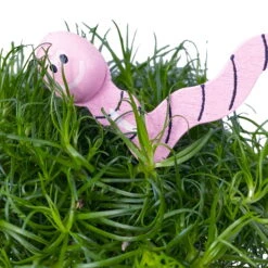 Sternmoos Mit Wurmstecker, Topf-Ø 6 Cm, 12er-Set -Compo Verkaufsgeschäft 0664300091 Sagina mit Wurm rosa T6 Mini 12er Set 5 a 116155