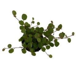 Mühlenbeckia, Mini, Topf-Ø 6 Cm, 12er-Set 8 Mühlenbeckia, Mini, Topf-Ø 6 Cm, 12er-Set -Compo Verkaufsgeschäft 0664400077 M hlenbeckia T6 5 116171