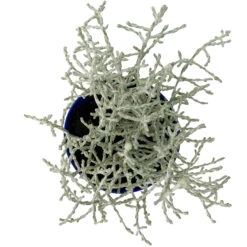 Calocephalus Silber-grau, Mini, Topf-Ø 7 Cm, 12er-Set -Compo Verkaufsgeschäft 0664400078 Calocephalus Mini T6 5 a 116175