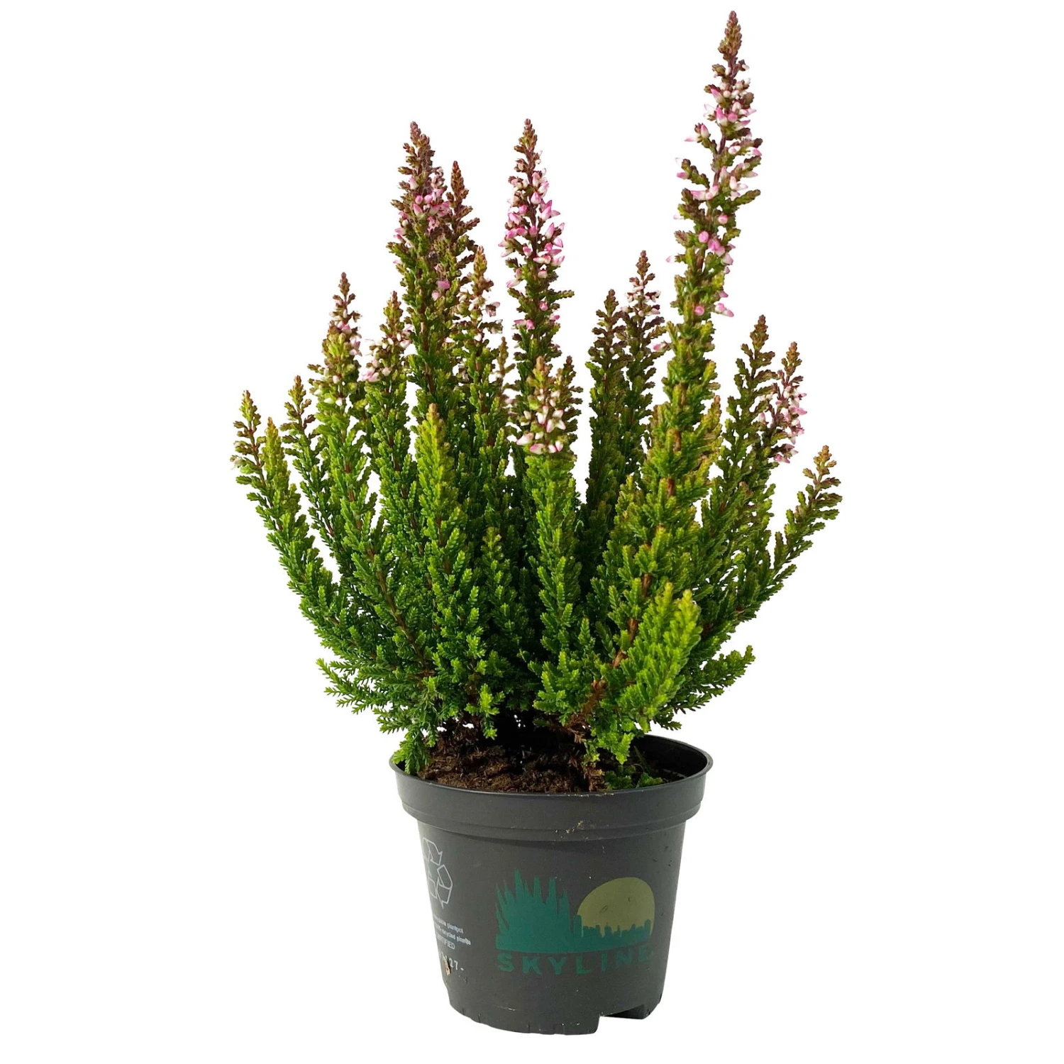 Besenheide SKYLINE®, Mischung Zufällig, Topf-Ø 6 Cm, 12er-Set 2 Besenheide SKYLINE®, Mischung Zufällig, Topf-Ø 6 Cm, 12er-Set - Image 2