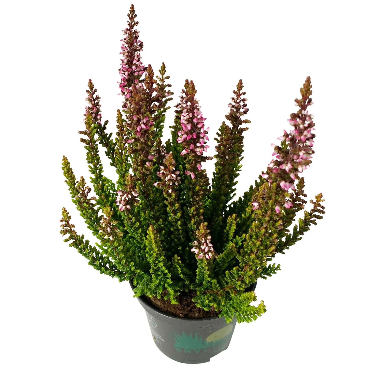 Besenheide SKYLINE®, Mischung Zufällig, Topf-Ø 6 Cm, 12er-Set 3 Besenheide SKYLINE®, Mischung Zufällig, Topf-Ø 6 Cm, 12er-Set - Image 3