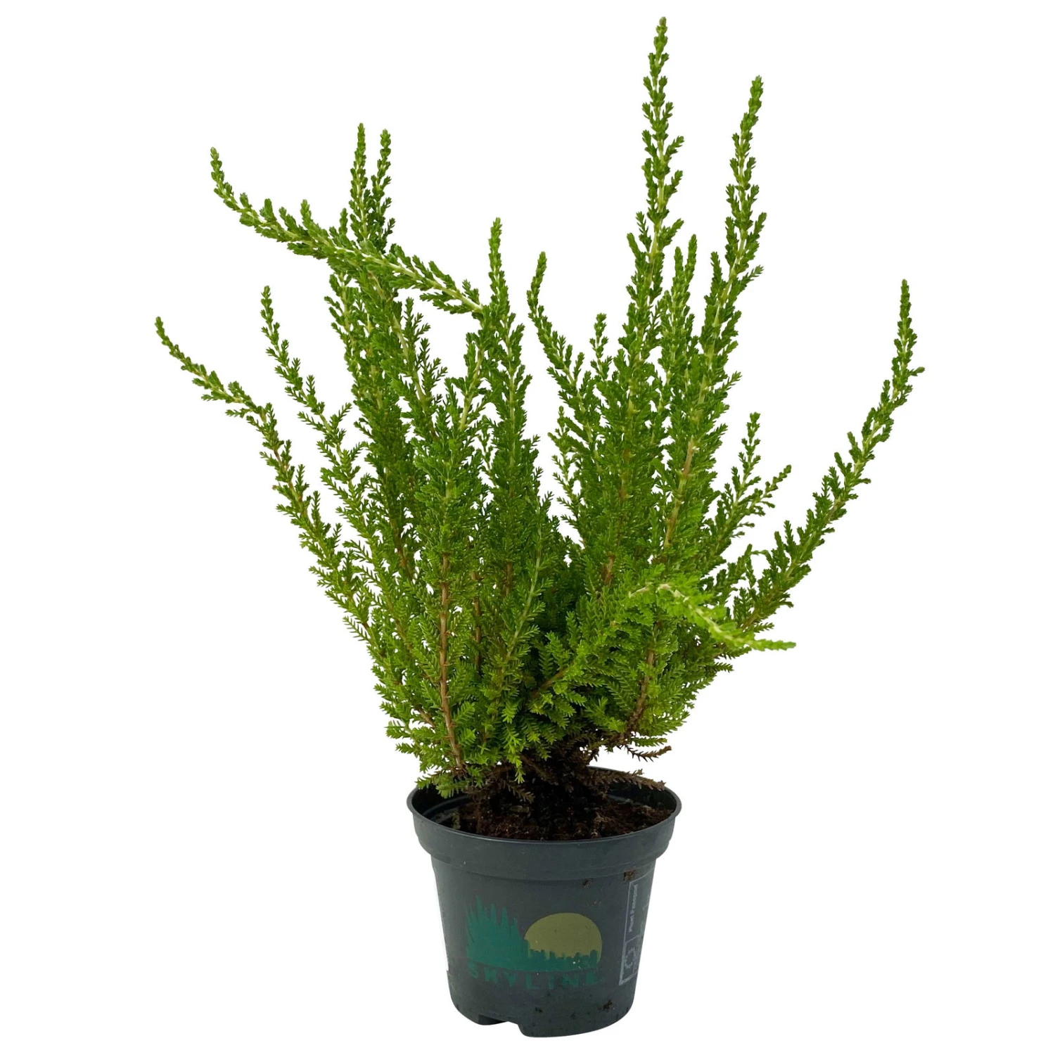 Besenheide SKYLINE®, Mischung Zufällig, Topf-Ø 6 Cm, 12er-Set 12 Besenheide SKYLINE®, Mischung Zufällig, Topf-Ø 6 Cm, 12er-Set - Image 12