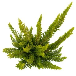 Besenheide SKYLINE®, Mischung Zufällig, Topf-Ø 6 Cm, 12er-Set 37 Besenheide SKYLINE®, Mischung Zufällig, Topf-Ø 6 Cm, 12er-Set -Compo Verkaufsgeschäft 0664400083 Calluna Skyline Variante5 T6 5 116587