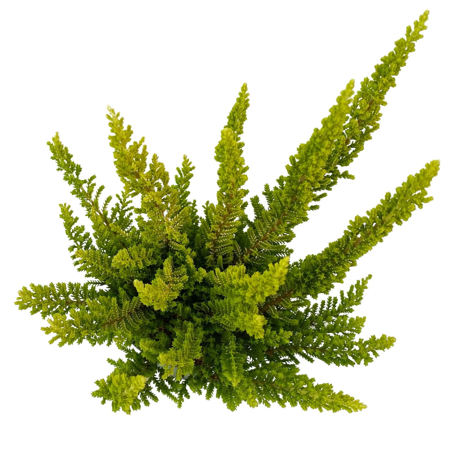 Besenheide SKYLINE®, Mischung Zufällig, Topf-Ø 6 Cm, 12er-Set 18 Besenheide SKYLINE®, Mischung Zufällig, Topf-Ø 6 Cm, 12er-Set - Image 18