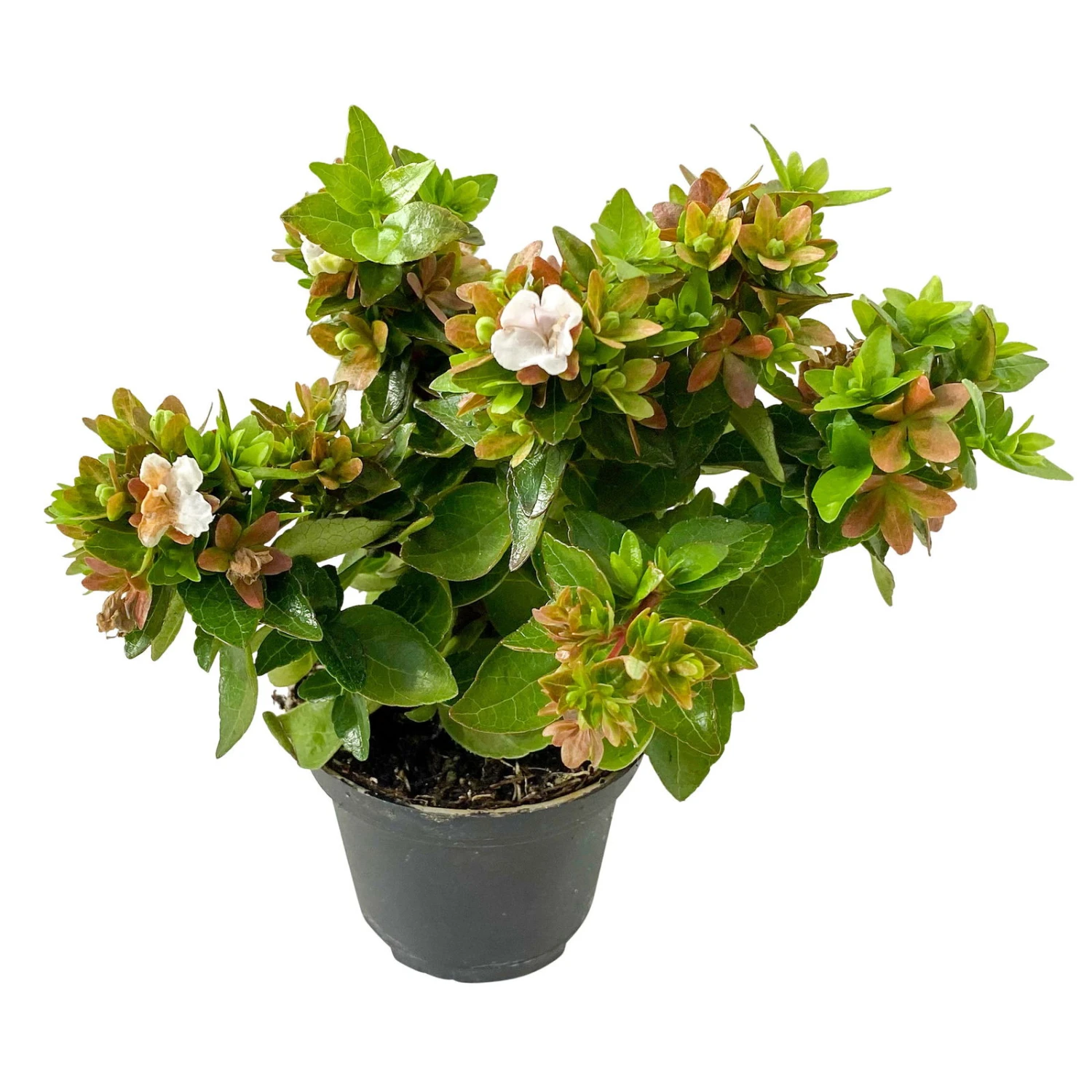 Abelie 'Little Lady', Mini, Topf-Ø 6 Cm, 12er-Set 2 Abelie 'Little Lady', Mini, Topf-Ø 6 Cm, 12er-Set - Image 2