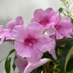 Pandorea, Weiß Bis Rosa Zufällig, Pyramide, Topf-Ø 19 Cm, Höhe Ca. 70 Cm -Compo Verkaufsgeschäft 0670100390 Pandorea jasminoides T19 2163 Pyramide in Farben H70 dunkelrosa 6 119794