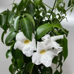 Pandorea, Weiß Bis Rosa Zufällig, Spalier, Topf-Ø 19 Cm, Höhe Ca. 70 Cm -Compo Verkaufsgeschäft 0670100390 Pandorea jasminoides T19 2163 Pyramide in Farben H70 weiss 3 . 1 119800