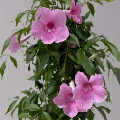 Pandorea, Weiß Bis Rosa Zufällig, Pyramide, Topf-Ø 19 Cm, Höhe Ca. 70 Cm -Compo Verkaufsgeschäft 0670100390 Pandorea jasminoides T19 2163 Pyramide in Farben H70 dunkelrosa 3 120830