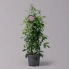 Pandorea, Weiß Bis Rosa Zufällig, Pyramide, Topf-Ø 19 Cm, Höhe Ca. 70 Cm -Compo Verkaufsgeschäft 0670100390 Pandorea jasminoides T19 2163 Pyramide in Farben H70 hellrosa 3 120825