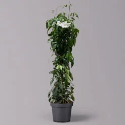 Pandorea, Weiß Bis Rosa Zufällig, Pyramide, Topf-Ø 19 Cm, Höhe Ca. 70 Cm -Compo Verkaufsgeschäft 0670100390 Pandorea jasminoides T19 2163 Pyramide in Farben H70 weiss 120828