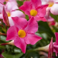 Dipladenie Rosa, Busch, Topf-Ø 13/14 Cm, 3er-Set -Compo Verkaufsgeschäft 0670110015 0670110022 0670110028 0670110053 0670110127 0670110133 0670110139 0670110163 0670110156 0670110211 0670110217 Dipladenia Busch rosa 76808