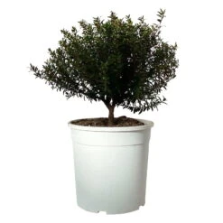 Myrte Weiß, Busch, Topf-Ø 19 Cm, Höhe Ca. 35 Cm 10 Myrte Weiß, Busch, Topf-Ø 19 Cm, Höhe Ca. 35 Cm -Compo Verkaufsgeschäft 0670200105 Myrtus microphylla T19 Busch 2 109781