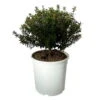 Myrte Weiß, Busch, Topf-Ø 19 Cm, Höhe Ca. 35 Cm -Compo Verkaufsgeschäft 0670200105 Myrtus microphylla T19 Busch 3 109782