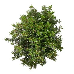 Myrte Weiß, Busch, Topf-Ø 19 Cm, Höhe Ca. 35 Cm 11 Myrte Weiß, Busch, Topf-Ø 19 Cm, Höhe Ca. 35 Cm -Compo Verkaufsgeschäft 0670200105 Myrtus microphylla T19 Busch 6 109783