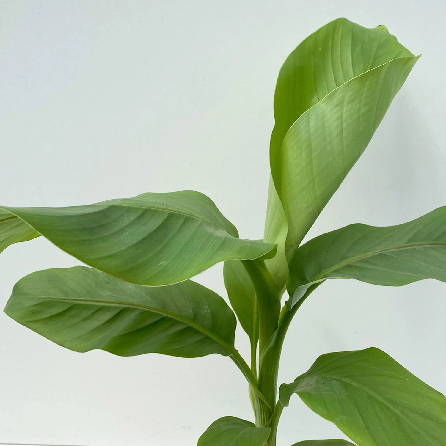 Bananenpflanze, Topf-Ø 17 Cm, Höhe Ca. 60 Cm, 2er-Set 3 Bananenpflanze, Topf-Ø 17 Cm, Höhe Ca. 60 Cm, 2er-Set - Image 3