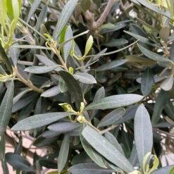 Olivenbaum, Stämmchen, Topf-Ø Ca. 32 Cm, Höhe Ca. 140 Cm -Compo Verkaufsgeschäft 0680200020 Koelle Olea europaea Stamm T33 4 90761