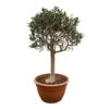 Olivenbaum 'Bonsai', Stämmchen, Topf-Ø 40 Cm -Compo Verkaufsgeschäft 0680200030 Koelle Olea europaea Sta extra Schale T40 Bonsai 2 91059