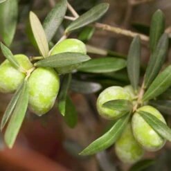 Olivenbaum 'Florida', Stamm, Topf-Ø Ca. 33 Cm, Höhe Ca. 150 Cm -Compo Verkaufsgeschäft 0680200048 0680200051 0680200054 0680200057 0680200061 0680200075 Koelle Olea europaea Busch1 76776 5