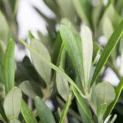 Olivenbaum 'Florida', Stamm, Topf-Ø Ca. 33 Cm, Höhe Ca. 150 Cm -Compo Verkaufsgeschäft 0680200048 0680200051 0680200054 0680200057 0680200061 0680200075 Koelle Olea europaea Busch 76777 5