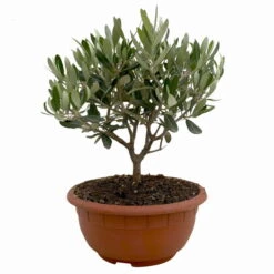 Olivenbaum 'Bonsai', Topf-Ø 20 Cm, Höhe Ca. 45 Cm -Compo Verkaufsgeschäft 0680200051 Olea europaea Schale T20 Bonsai 1 114177