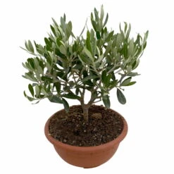Olivenbaum 'Bonsai', Topf-Ø 20 Cm, Höhe Ca. 45 Cm -Compo Verkaufsgeschäft 0680200051 Olea europaea Schale T20 Bonsai 3 114178