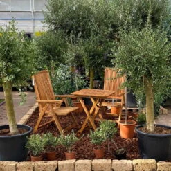 Olivenbaum 'Florida', Stamm, Topf-Ø Ca. 33 Cm, Höhe Ca. 150 Cm -Compo Verkaufsgeschäft 0680200116 Koelle Olea europaea T65 Florida 9 94740