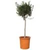 Olivenbaum, Stämmchen, Topf-Ø Ca. 40 Cm, Höhe Ca. 170 Cm -Compo Verkaufsgeschäft 0680200144 Koelle Olea europaea Stamm T40 1 112234