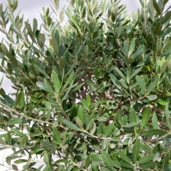 Olivenbaum, Stämmchen, Topf-Ø Ca. 40 Cm, Höhe Ca. 170 Cm -Compo Verkaufsgeschäft 0680200144 Koelle Olea europaea Stamm T40 3 112235