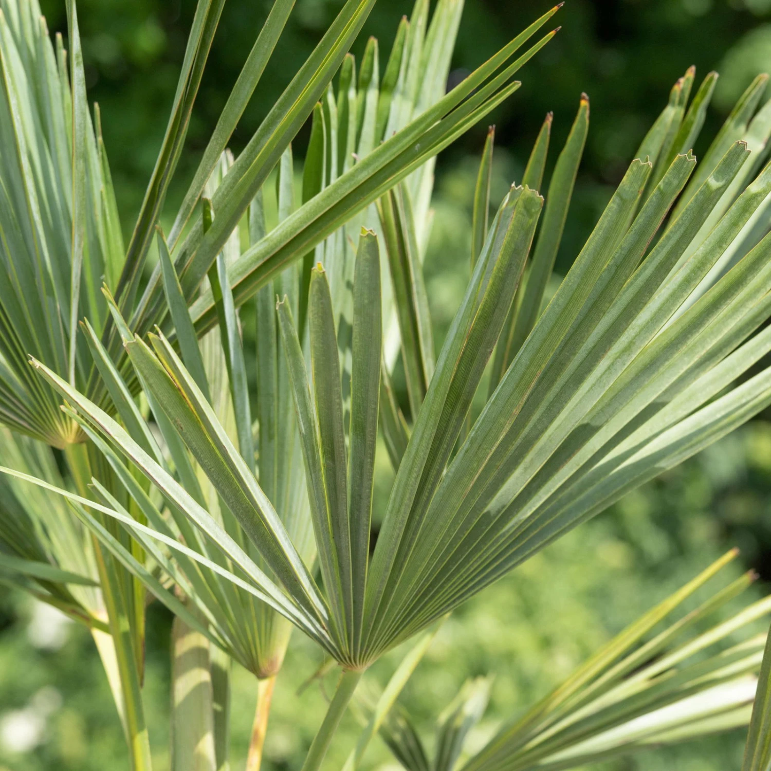 Hanfpalme, Topf-Ø 35 Cm, Höhe Ca. 130-140 Cm 2 Hanfpalme, Topf-Ø 35 Cm, Höhe Ca. 130-140 Cm - Image 2