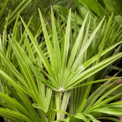Chamaerops Humilis, Topf-Ø 22 Cm, Höhe Ca. 70 Cm -Compo Verkaufsgeschäft 0680300018 0680300116 0680300138 Chamaerops humilis 1 78543 4
