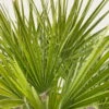 Chamaerops Humilis, Topf-Ø 30 Cm, Höhe Ca. 90 Cm -Compo Verkaufsgeschäft 0680300037 Chamaerops humilis T35 3 90760 1