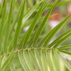 Dattelpalme, Topf-Ø 35 Cm, Höhe Ca. 160 Cm -Compo Verkaufsgeschäft 0680300045 0680300059 Phoenix canariensis 78544 2