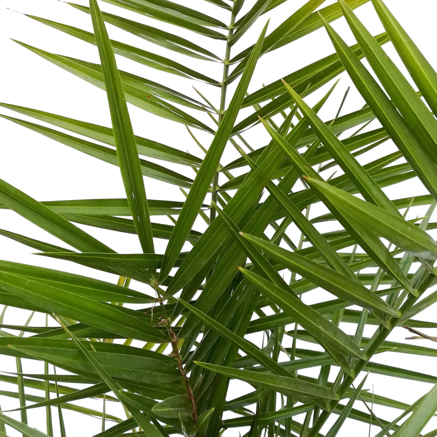 Dattelpalme, Topf-Ø 20 Cm, Höhe Ca. 90 Cm 2 Dattelpalme, Topf-Ø 20 Cm, Höhe Ca. 90 Cm - Image 2