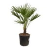 Chamaerops Humilis, Topf-Ø 22 Cm, Höhe Ca. 70 Cm 9 Chamaerops Humilis, Topf-Ø 22 Cm, Höhe Ca. 70 Cm -Compo Verkaufsgeschäft 0680300116 Chamaerops humilis T22 H80 4 92465