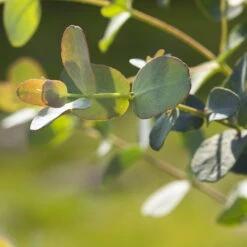 Eukalyptus, Stamm, Topf-Ø 21 Cm, Höhe Ca. 90 Cm -Compo Verkaufsgeschäft 0680400001 0680400007 0680400010 0680400016 0680400019 0680400021 Eucalyptus gunii Busch1 77878 2