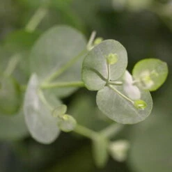 Eukalyptus, Stamm, Topf-Ø 21 Cm, Höhe Ca. 90 Cm -Compo Verkaufsgeschäft 0680400001 0680400007 0680400010 0680400016 0680400019 0680400021 Eucalyptus gunii Busch 77876 2