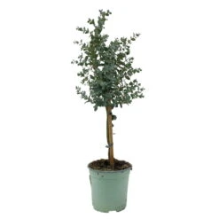 Eukalyptus, Stamm, Topf-Ø 17 Cm, Höhe Ca. 60 Cm -Compo Verkaufsgeschäft 0680400002 Eucalyptus gunnii Stamm T17 2 107142