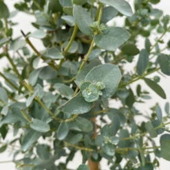 Eukalyptus, Stamm, Topf-Ø 17 Cm, Höhe Ca. 60 Cm -Compo Verkaufsgeschäft 0680400002 Eucalyptus gunnii Stamm T17 3 106634