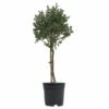 Eukalyptus, Stamm, Topf-Ø 17 Cm, Höhe Ca. 60 Cm -Compo Verkaufsgeschäft 0680400002 Eucalyptus gunnii Stamm T17 12 114181