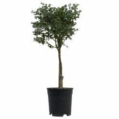 Eukalyptus, Stamm, Topf-Ø 17 Cm, Höhe Ca. 60 Cm -Compo Verkaufsgeschäft 0680400002 Eucalyptus gunnii Stamm T17 4 114180