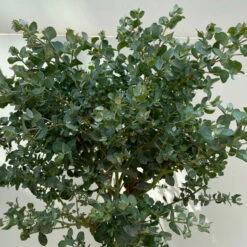 Eukalyptus, Stamm, Topf-Ø 17 Cm, Höhe Ca. 60 Cm -Compo Verkaufsgeschäft 0680400002 Eucalyptus gunnii Stamm T17 5 114146