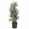 Eukalyptus, Pyramide, Topf-Ø 24 Cm, Höhe Ca. 90 Cm -Compo Verkaufsgeschäft 0680400009 Eucalyptus gunnii Pyramide T2224 1 114182