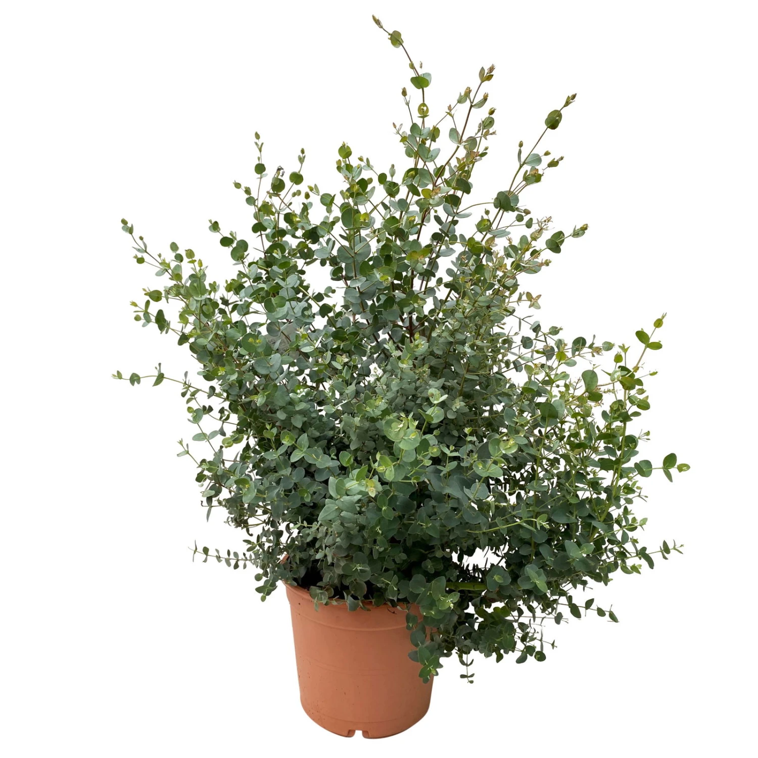 Eukalyptus, Busch, Topf-Ø 22 /24 Cm 3 Eukalyptus, Busch, Topf-Ø 22 /24 Cm - Image 3